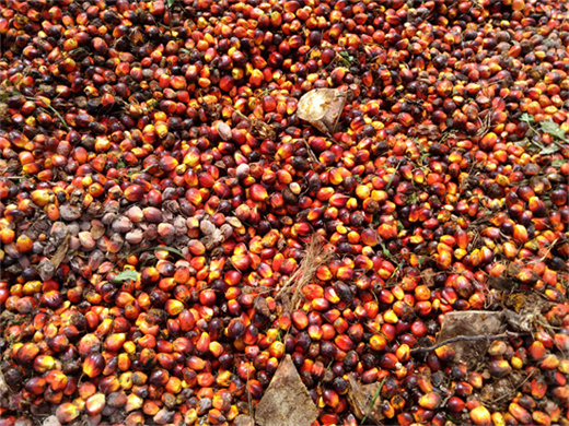 dégraissage pour machine à huile de palme au cameroun