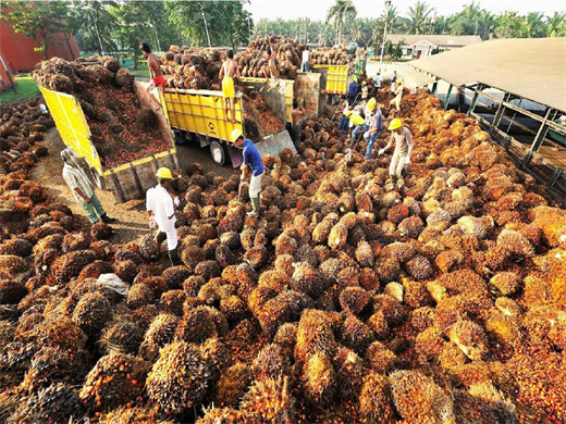 Presse à huile à vis de 2 tonnes par jour pour le noyau de palme en République centrafricaine